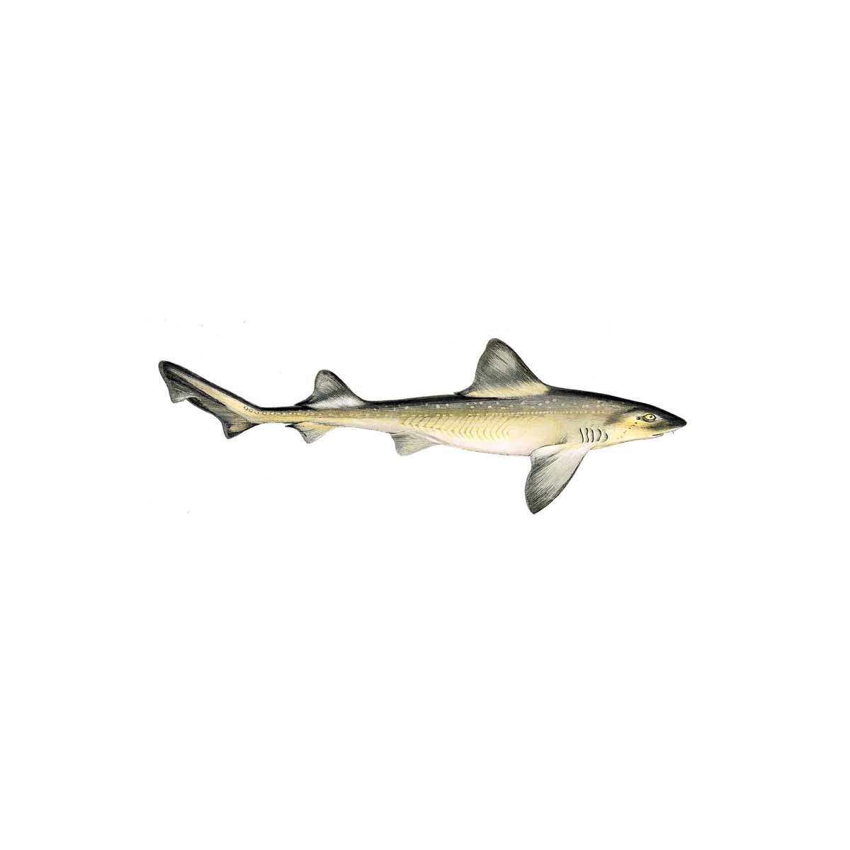 Galeo shark